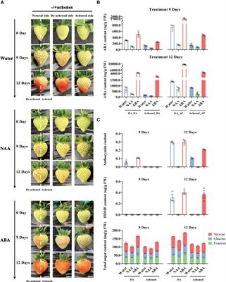 Abscisic acid mediated strawberry receptacle ripening involves the interplay of multiple phytohormone signaling networks